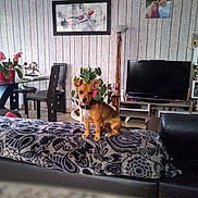 Rebelle participe au concours pour gagner de l'argent avec cette photo : dog, small_dog, couch, patterned_blanket, living_room, television, plant, chair, table, floor_lamp, wall_art, decor, home_interior, wooden_wall, flower_pot, indoor, pet, furniture, electronics, cozy