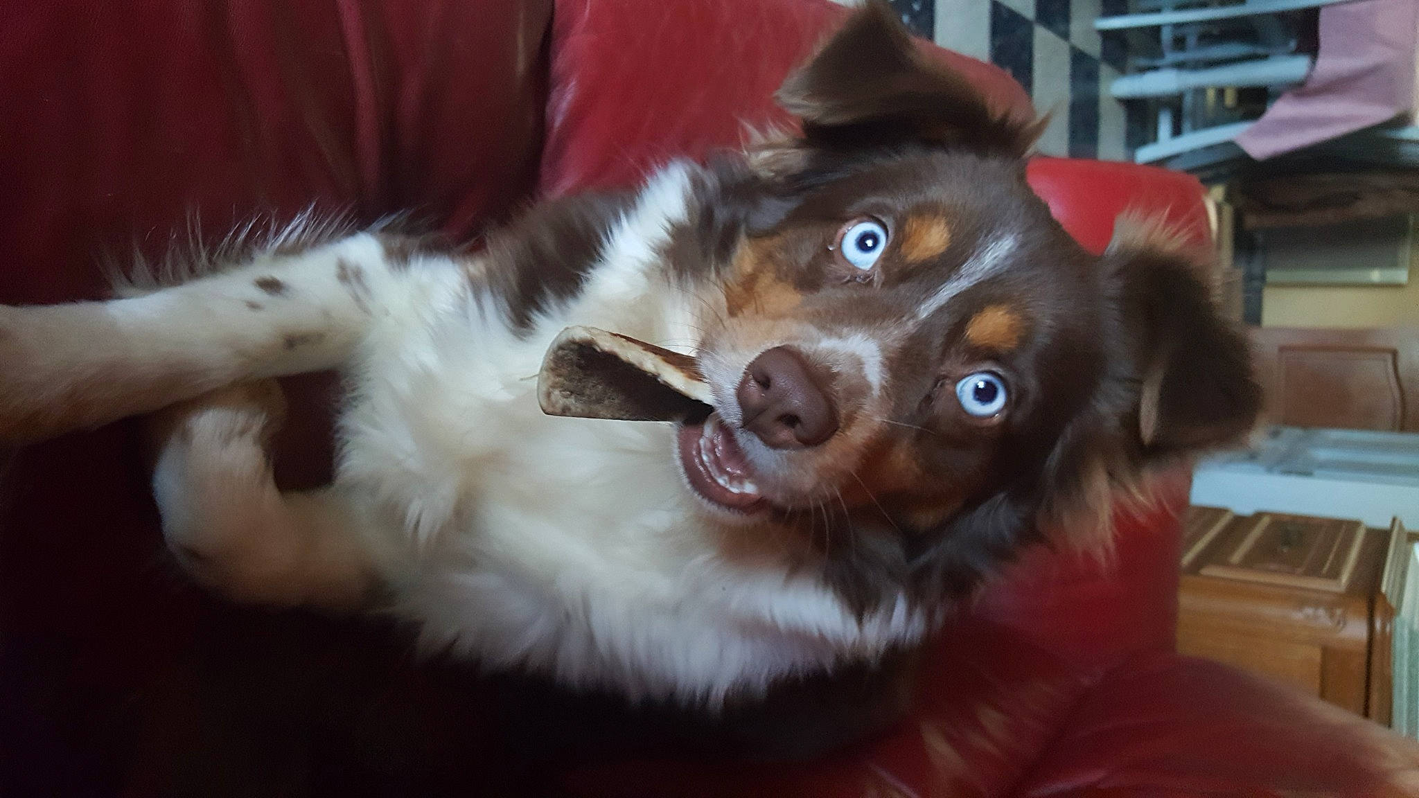 Gladys a rejoint le concours — aidez-le/la à gagner de superbes lots ! canidae, carnivore, companion_dog, dog, dog_breed, ear, fang, fawn, felidae, fur, gesture, herding_dog, jaw, liver, small_to_medium_sized_cats, snout, sporting_group, vertebrate, whiskers, working_animal