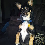 Buddy joined the competition — help win amazing prizes! alert, animal, black_and_tan, blanket, collar, couch, cute, dog, ears, flash, furniture, indoor, jeans, leopard_print, living_room, person, pet, portrait, sitting, tag