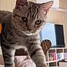 Biscotto participe au concours pour gagner de l'argent avec cette photo : animal, bookshelf, cat, chair, close_up, cozy, curious, ears, gray_fur, green_eyes, home, indoors, kitten, paws, pet, portrait, tabby, television, whiskers, wooden_furniture