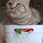 Biscotto participe au concours pour gagner de l'argent avec cette photo : cat, kitten, tabby, striped_fur, pet, animal, whiskers, ears, eyes, close_up, portrait, sitting, white_container, flower_pot, markers, stationery, indoors, home, table, funny