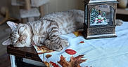 Biscotto a rejoint le concours — aidez-le/la à gagner de superbes lots ! animal, autumn_leaves, cat, cat_tree, christmas_decor, cozy, furniture, home, indoors, lantern, nap, pet, portrait, sleeping_cat, snowman, still_life, striped_fur, tabby, table, tablecloth