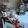 animal, autumn_leaves, cat, cat_tree, christmas_decor, cozy, furniture, home, indoors, lantern, nap, pet, portrait, sleeping_cat, snowman, still_life, striped_fur, tabby, table, tablecloth