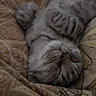 Biscotto a rejoint le concours — aidez-le/la à gagner de superbes lots ! animal, bed, blanket, cat, close_up, cozy, furry, indoors, lying_down, nap, paws, pet, portrait, relaxed, sleeping, sleepy, striped, tabby_cat, upside_down, whiskers