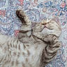 blanket, cat, closed_eyes, cute, feline, fluffy, fur, indoors, kitten, lying_down, nap, paisley, paws, portrait, relaxed, sleeping, striped, tabby, upside_down, whiskers
