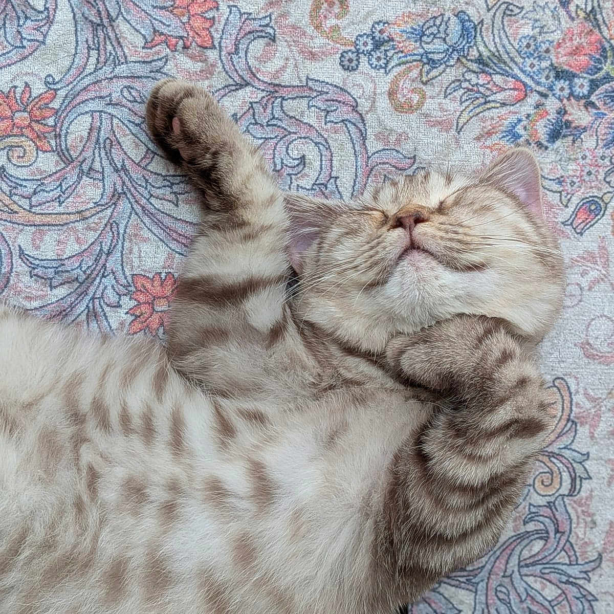 Biscotto