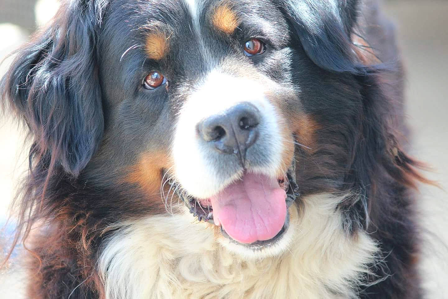 Gerbah a rejoint le concours — aidez-le/la à gagner de superbes lots ! bernese_mountain_dog, canidae, carnivore, close_up, companion_dog, dog, dog_breed, fur, light, photography, snout, sporting_group, terrestrial_animal, whiskers, working_dog