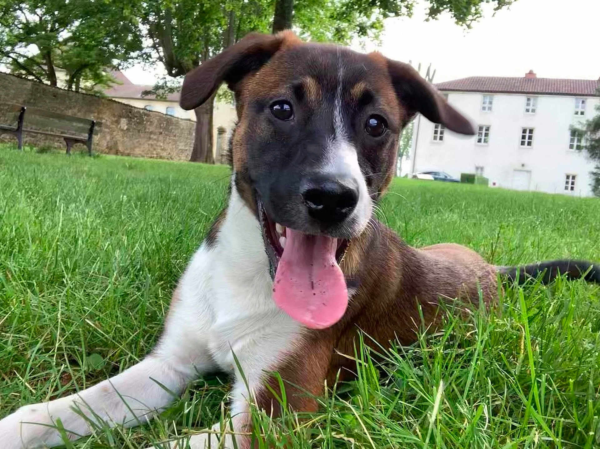 Pinceau participe au concours pour gagner de l'argent avec cette photo : dog, tongue, grass, park, outdoor, happy, playful, animal, canine, pet, nature, bench, tree, building, background, lying_down, summer, daylight, closeup, mammal