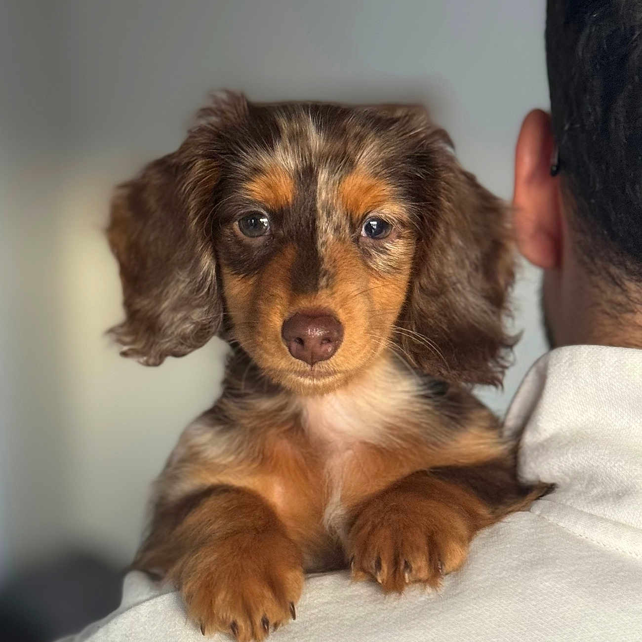 Dalyo a rejoint le concours — aidez-le/la à gagner de superbes lots ! animal, beagle, bodypart, canine, cockerspaniel, doctor, dog, face, goldenretriever, head, hound, papillon, person, pet, photography, poodle, portrait, puppy, snout, terrier