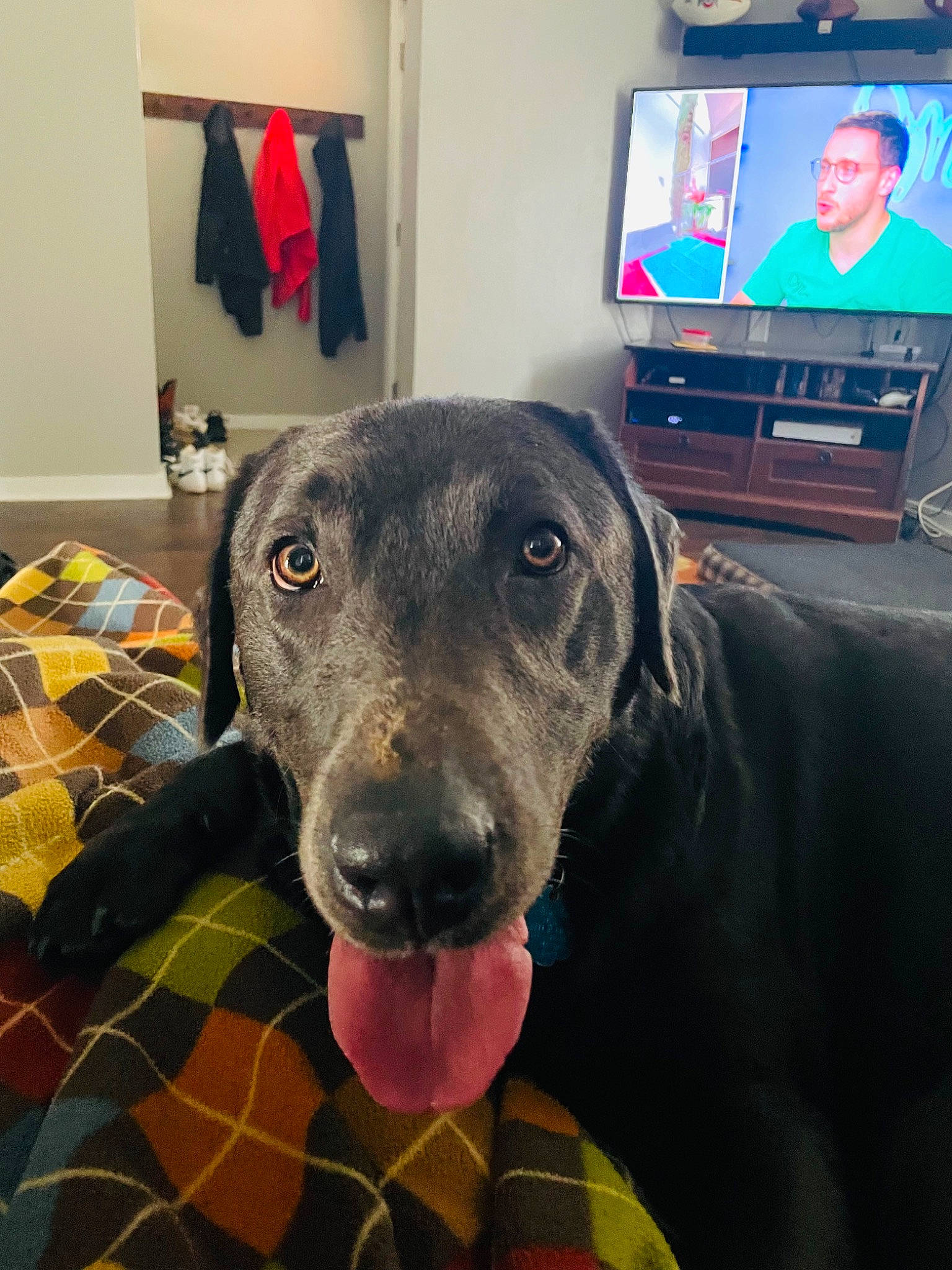Remi joined the competition — help win amazing prizes! cable_television, carnivore, comfort, companion_dog, couch, dog, dog_breed, entertainment_center, fawn, gadget, picture_frame, plaid, selfie, snout, sporting_group, tartan, television, television_set, whiskers, working_animal