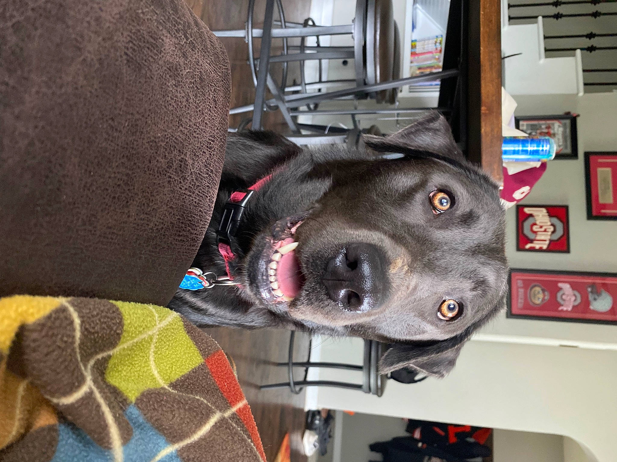 Remi joined the competition — help win amazing prizes! canidae, carnivore, collar, companion_dog, dog, dog_breed, dog_collar, dog_supply, fawn, fur, guard_dog, liver, pattern, pet_supply, security, snout, sporting_group, tire, whiskers, working_animal