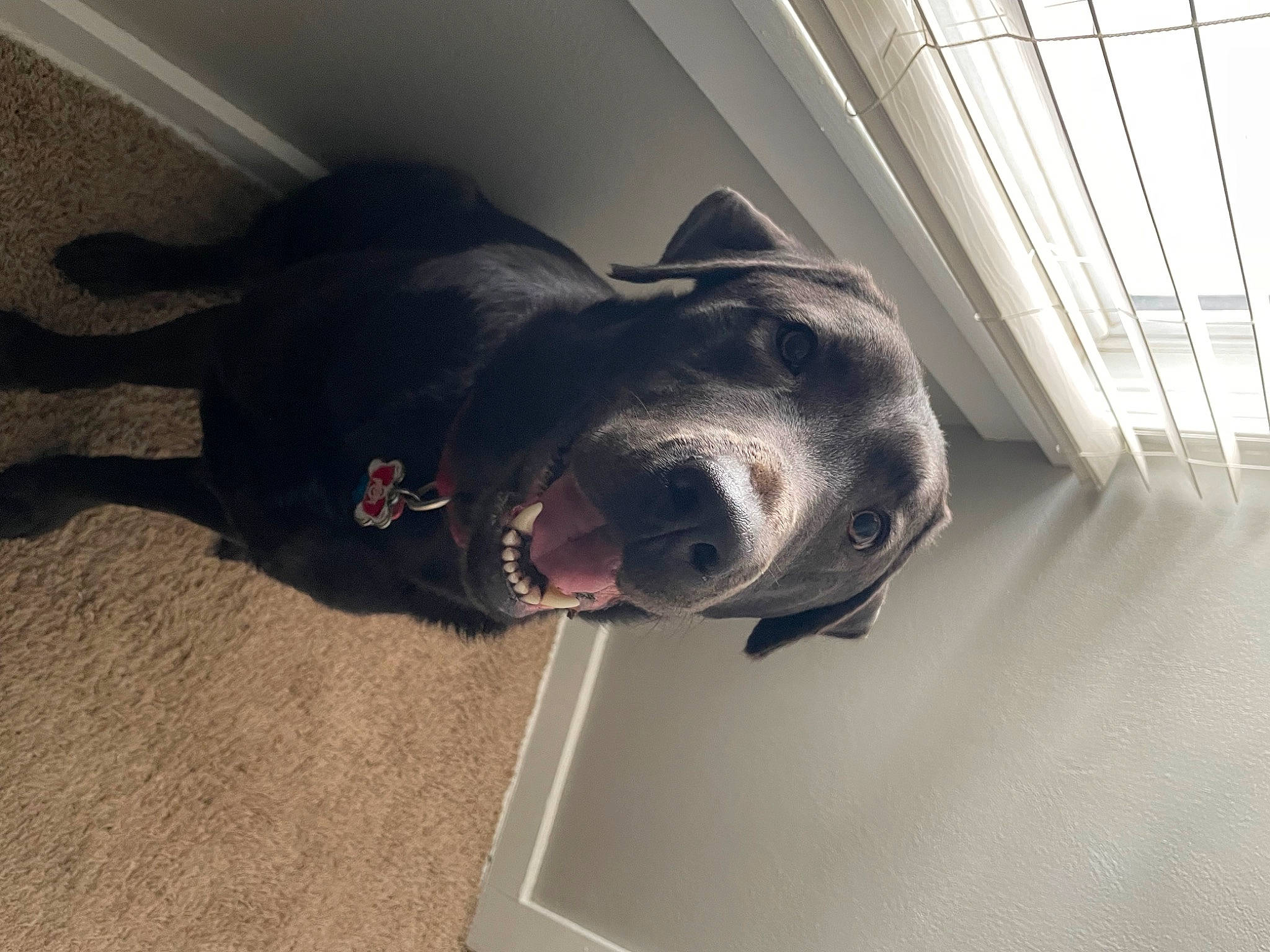 Remi joined the competition — help win amazing prizes! canidae, carnivore, collar, companion_dog, dog, dog_breed, dog_collar, flooring, grey, guard_dog, metal, non_sporting_group, pet_supply, snout, tints_and_shades, vehicle_door, whiskers, window, windshield, working_animal