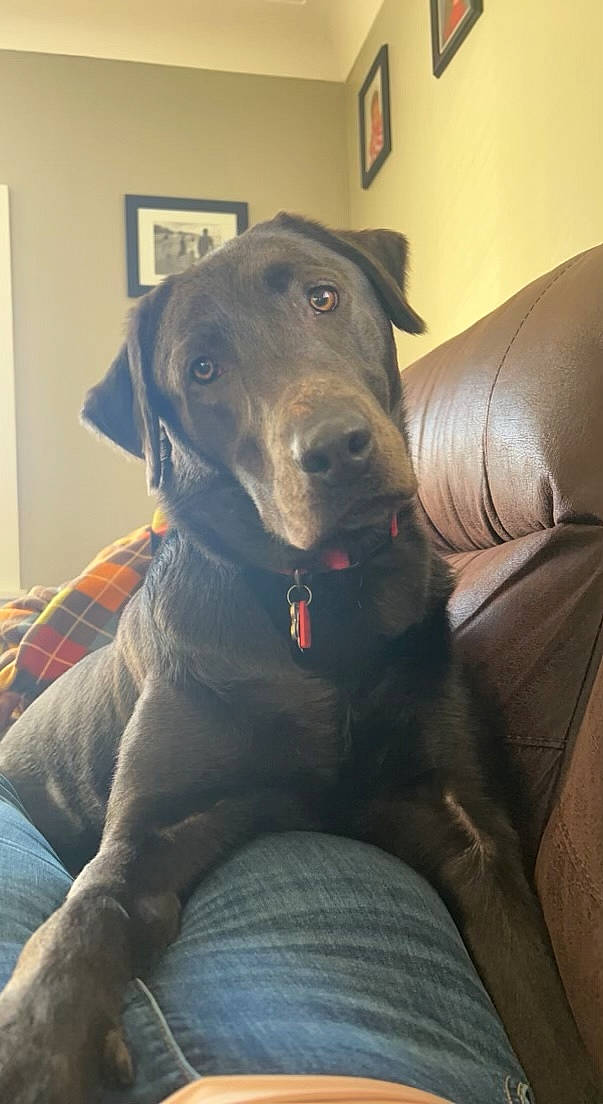 Remi is registered to the contest to win money with this photo: borador, canidae, carnivore, collar, comfort, companion_dog, dog, dog_breed, dog_collar, fawn, fur, guard_dog, gun_dog, non_sporting_group, picture_frame, sitting, snout, sporting_group, whiskers, working_animal