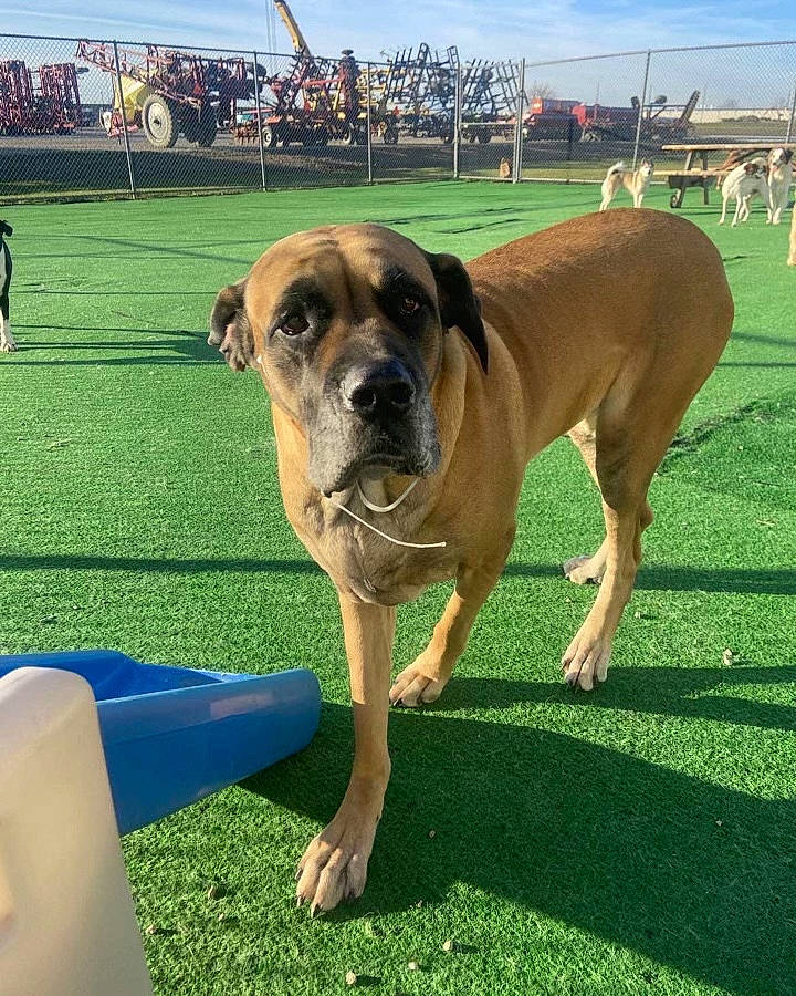 Emma is registered to the contest to win money with this photo: boxer, canidae, carnivore, cloud, collar, companion_dog, dog, dog_breed, dog_collar, fawn, grass, molosser, sky, snout, sporting_group, sports, tree, working_animal, working_dog, wrinkle