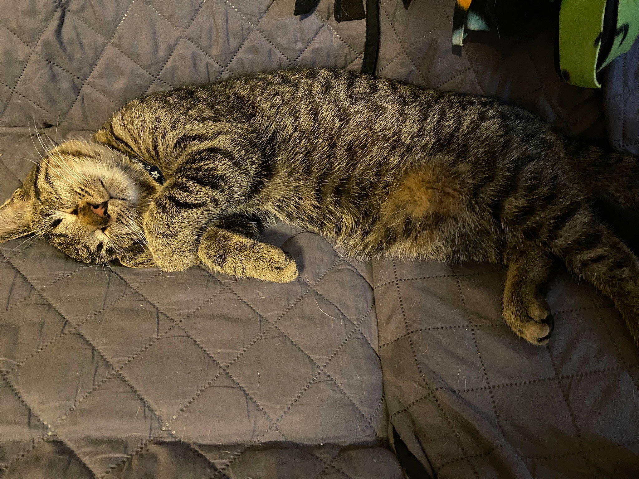 Emma joined the competition — help win amazing prizes! carnivore, cat, claw, comfort, domestic_short_haired_cat, eye, felidae, fence, fur, lynx, mesh, nap, paw, sleep, small_to_medium_sized_cats, snout, tail, terrestrial_animal, whiskers, wildlife