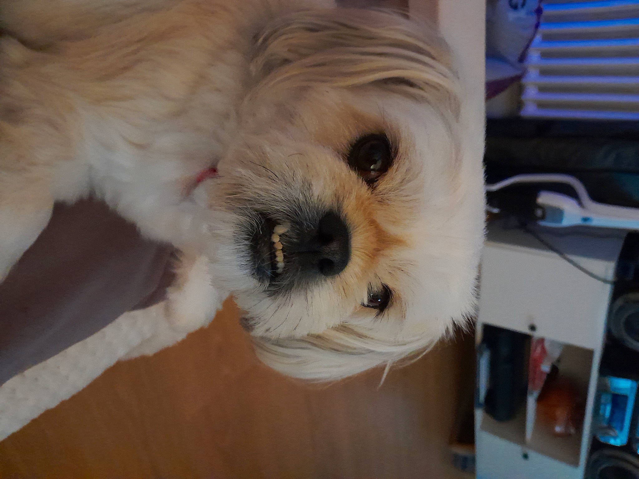 Fifille participe au concours pour gagner de l'argent avec cette photo : canidae, carnivore, companion_dog, computer_keyboard, dog, dog_breed, dog_supply, fawn, flooring, fur, paw, puppy_love, shih_poo, small_terrier, snout, sporting_group, terrier, toy_dog, whiskers, working_animal