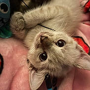Wally joined the competition — help win amazing prizes! animal, blanket, cat, claws, closeup, cozy, cute, ears, eyes, fur, indoor, kitten, pet, pink, playful, sleepy, soft, toy, whiskers, young