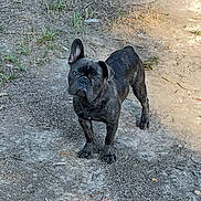 Blue is registered to the contest to win money with this photo: dog, french_bulldog, brindle, canine, pet, outdoor, dirt, grass, animal, alert, ears, standing, sunlight, shadow, nature, mammal, looking, cute, companion, young_dog