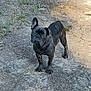 dog, french_bulldog, brindle, canine, pet, outdoor, dirt, grass, animal, alert, ears, standing, sunlight, shadow, nature, mammal, looking, cute, companion, young_dog