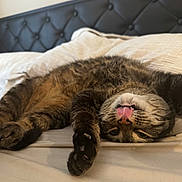 Yume joined the competition — help win amazing prizes! bed, cat, cozy, cute, feline, fur, headboard, indoor, mischievous, paw, pet, pillow, playful, relaxing, sleepy, stretching, tabby, tongue_out, upside_down, whiskers