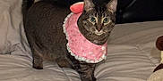 Yume is registered to the contest to win money with this photo: animal, bed, bedding, cat, cozy, curious, cute, domestic, feline, fur, indoor, looking, pet, pillow, pink_bib, plush_toy, resting, soft, tabby_cat, whiskers