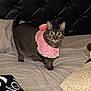 animal, bed, bedding, cat, cozy, curious, cute, domestic, feline, fur, indoor, looking, pet, pillow, pink_bib, plush_toy, resting, soft, tabby_cat, whiskers