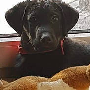 Oslo participe au concours pour gagner de l'argent avec cette photo : animal, black_dog, collar, companion, cozy, cute, dog, ears, face, fur, indoor, looking, pet, plush_toy, puppy, relaxed, stuffed_animal, toy, window, young_dog