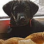 animal, black_dog, collar, companion, cozy, cute, dog, ears, face, fur, indoor, looking, pet, plush_toy, puppy, relaxed, stuffed_animal, toy, window, young_dog