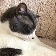 Qamar participe au concours pour gagner de l'argent avec cette photo : cat, sleeping, gray_fur, white_fur, pet, animal, couch, indoor, relaxing, closeup, feline, resting, soft, cozy, fur, home, comfort, texture, side_view, nap