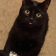 Vader joined the competition — help win amazing prizes! adidas, black_cat, black_fur, carpet, cat, close_up, cute, ears, feline, indoor, living_room, looking_up, pet, portrait, shoe, sitting, slipper, tongue_out, whiskers, yellow_eyes