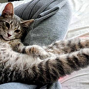 Uhoh joined the competition — help win amazing prizes! bed, blanket, cat, close_up, cozy, cute, fur, indoor, lap, paws, person, pet, portrait, relaxed, shirt, stretching, striped, tabby_cat, tail, whiskers