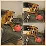 Nalla a rejoint le concours — aidez-le/la à gagner de superbes lots ! animal, bedroom, blanket, brown_dog, collage, couch, curious, dog, ears, floor, fur, furniture, indoor, nose, paw, pet, pink_ball, relaxed, toy, white_markings