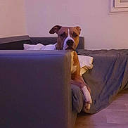 Nalla a rejoint le concours — aidez-le/la à gagner de superbes lots ! animal, blanket, brown_dog, calm, couch, cozy, dog, domestic, floor, furniture, home, indoors, living_room, pet, relaxed, resting, seated, white_markings, window, wooden_floor