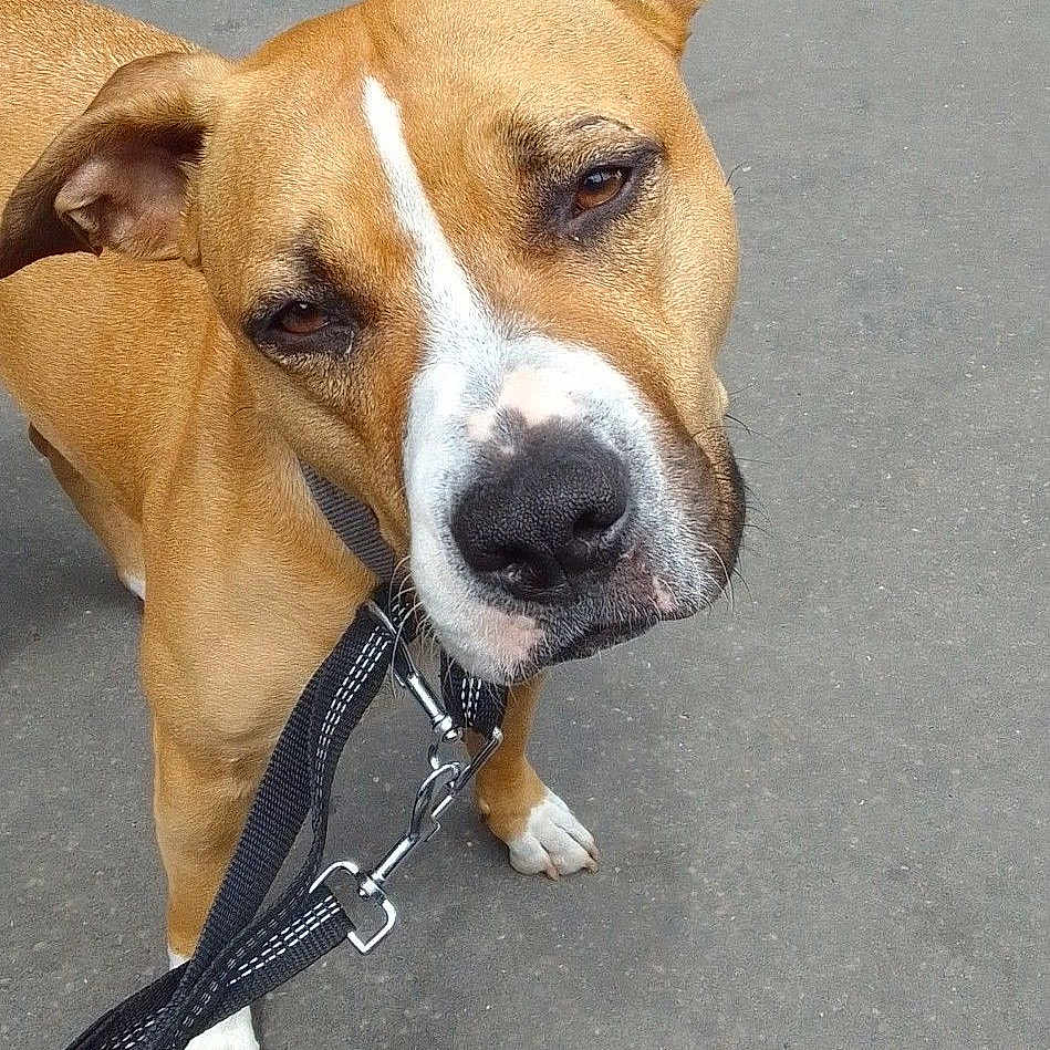 Nalla participe au concours pour gagner de l'argent avec cette photo : animal, brown_dog, canine, close_up, collar, curious, daylight, dog, ears, leash, metal_post, outdoor, pavement, pet, sidewalk, snout, street, urban, walking, white_markings