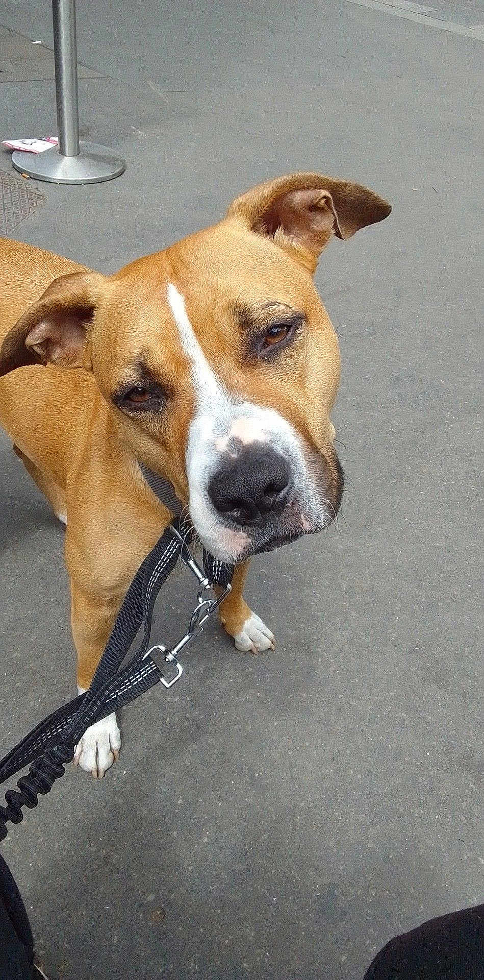 Nalla participe au concours pour gagner de l'argent avec cette photo : animal, brown_dog, canine, close_up, collar, curious, daylight, dog, ears, leash, metal_post, outdoor, pavement, pet, sidewalk, snout, street, urban, walking, white_markings