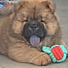 dog, puppy, chow_chow, fluffy, brown_fur, tongue_out, sleepy, sitting, toy, rope_toy, pet, animal, indoors, tile_floor, portrait, close_up, adorable, cute, playful, relaxed