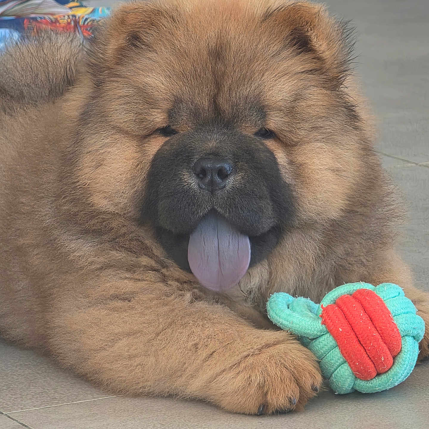 Pablito a rejoint le concours — aidez-le/la à gagner de superbes lots ! dog, puppy, chow_chow, fluffy, brown_fur, tongue_out, sleepy, sitting, toy, rope_toy, pet, animal, indoors, tile_floor, portrait, close_up, adorable, cute, playful, relaxed