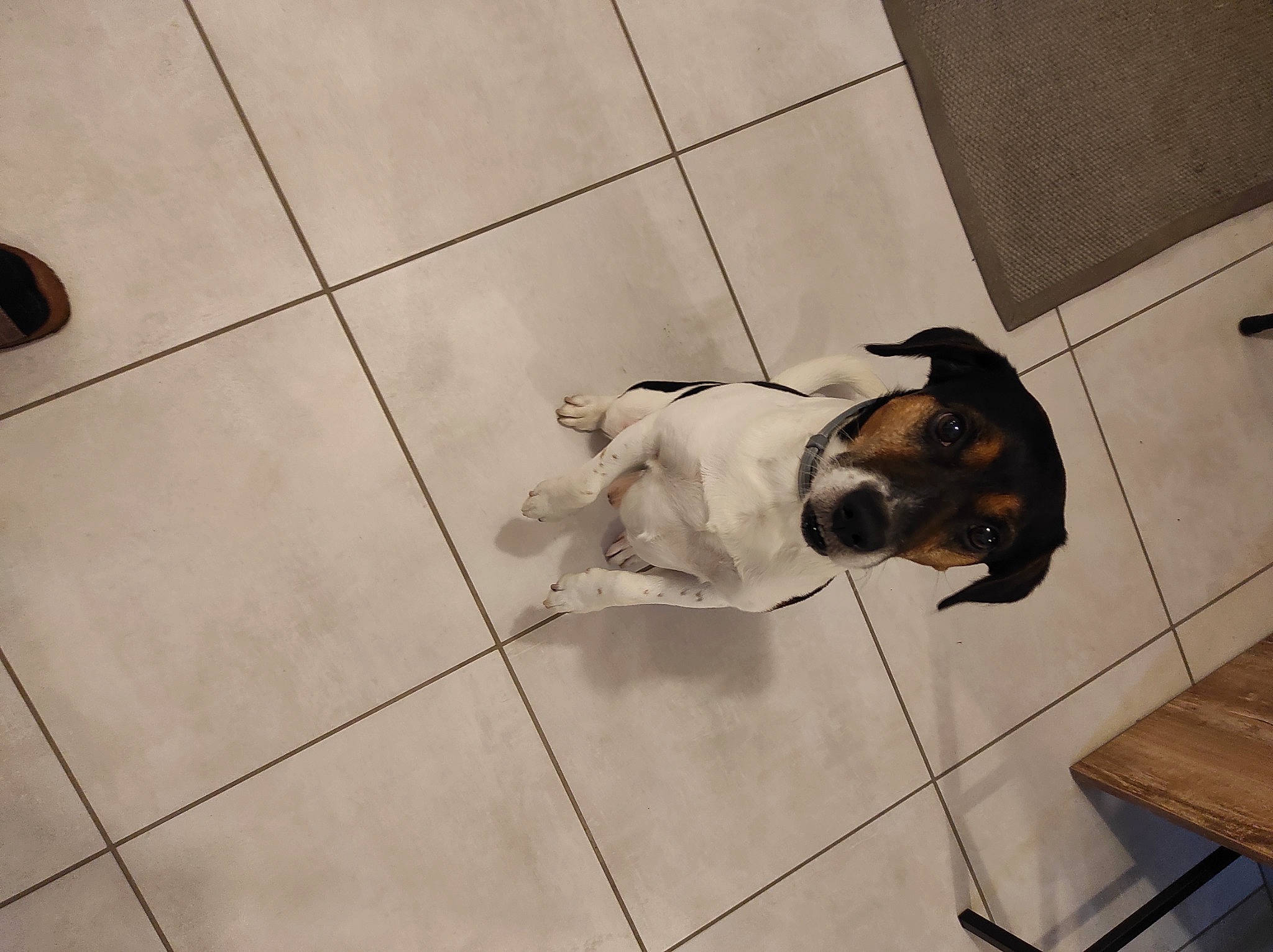 Hobby participe au concours pour gagner de l'argent avec cette photo : carnivore, collar, comfort, companion_dog, dog, dog_breed, dog_supply, fawn, floor, flooring, foot, hardwood, human_leg, pattern, pet_supply, tail, tile, tile_flooring, wood, working_animal