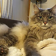 Ashes is registered to the contest to win money with this photo: cat, fluffy, gray, pet, animal, indoor, blanket, cozy, furniture, relaxed, paw, whiskers, fur, face, eyes, home, curtains, lamp, couch, resting