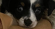 Pippin joined the competition — help win amazing prizes! puppy, dog, snuggling, blanket, cozy, fur, cute, pet, animal, indoor, resting, closeup, face, ears, black_and_white, tan, paw, sleeping, companion, home