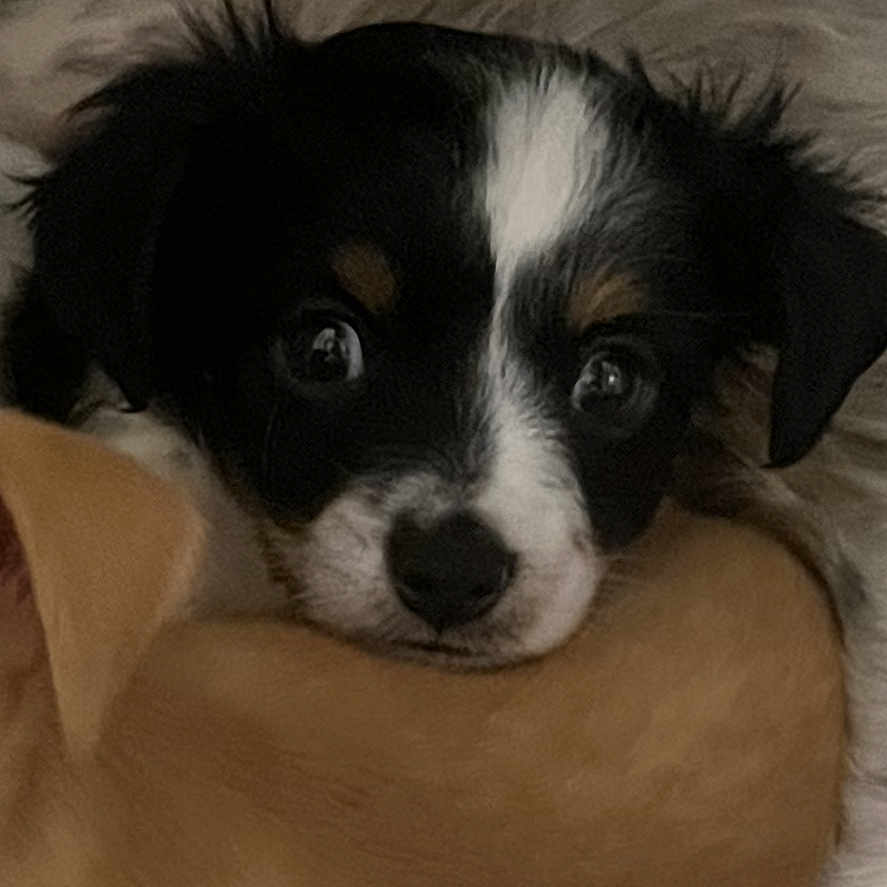 Pippin