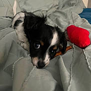 Pippin is registered to the contest to win money with this photo: puppy, dog, bed, blanket, toy, red_toy, black_and_white, pet, cute, nibbling, indoor, cozy, fur, small_dog, animal, domestic_animal, lying_down, playful, young_dog, companion