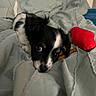 puppy, dog, bed, blanket, toy, red_toy, black_and_white, pet, cute, nibbling, indoor, cozy, fur, small_dog, animal, domestic_animal, lying_down, playful, young_dog, companion