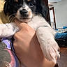 Pippin joined the competition — help win amazing prizes! puppy, dog, pet, close_up, hand, indoor, bedroom, bed, ceiling_fan, curious, black_and_white, fur, cute, animal, young, domestic_animal, looking_at_camera, person_holding, home, cozy