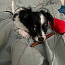 Pippin joined the competition — help win amazing prizes! puppy, dog, black_and_white, blanket, bed, indoor, toy, chew_toy, red_pillow, cute, pet, animal, fur, small_dog, lying_down, looking, close_up, soft_texture, cozy, domestic