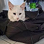 cat, white_cat, heterochromia, duffel_bag, indoor, floor_tiles, pet, feline, animal, curious, fluffy, closeup, eyes, ears, whiskers, zipper, bag, storage, household, domestic