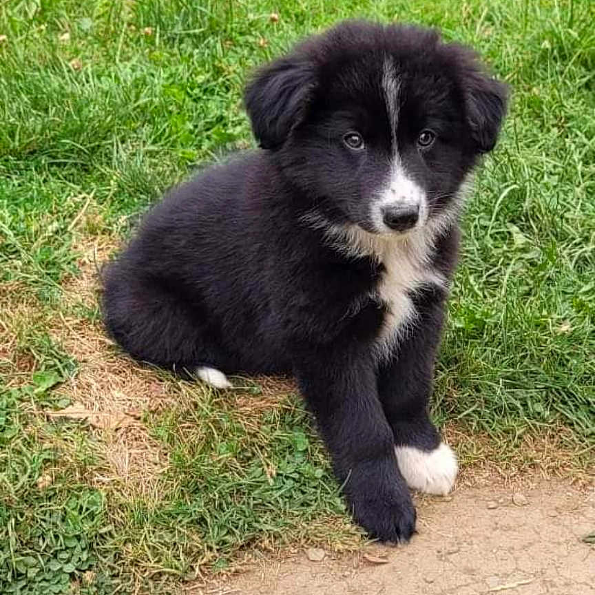Tiloup a rejoint le concours — aidez-le/la à gagner de superbes lots ! animal, ball, canine, collie, dog, eskimodog, field, grass, grassland, herbal, herbs, husky, nature, outdoors, pet, plant, puppy, sport, tennis, tennisball