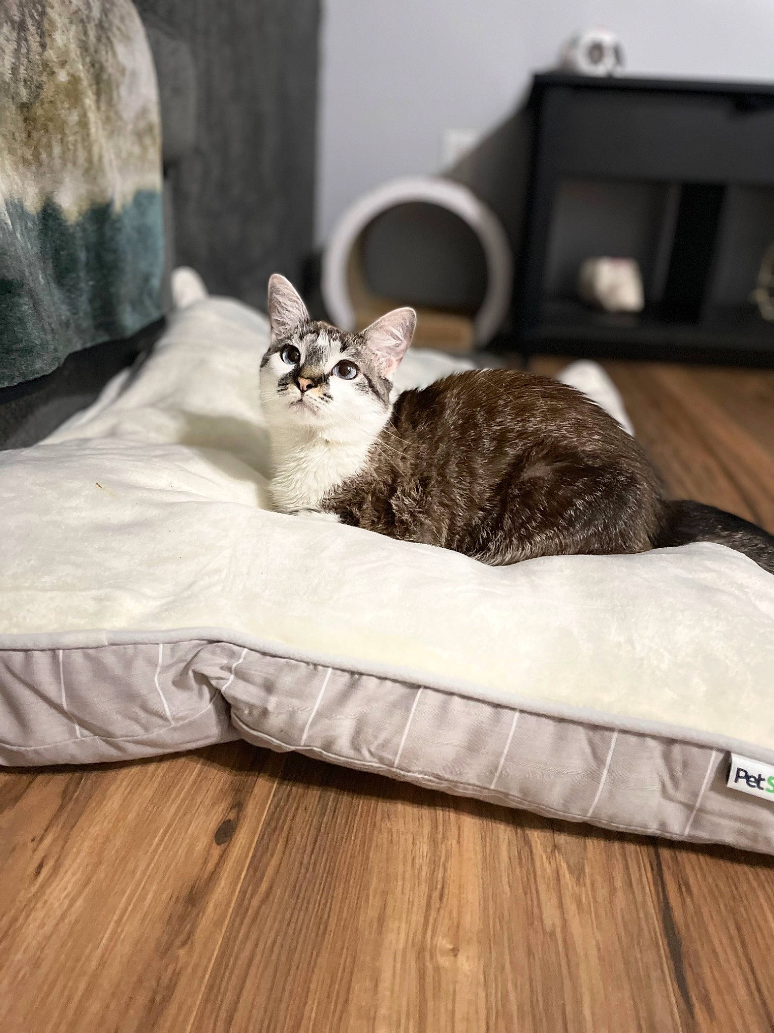 Echo joined the competition — help win amazing prizes! bedding, carnivore, cat, cat_supply, comfort, domestic_short_haired_cat, felidae, floor, flooring, fur, grey, hardwood, home_appliance, linens, pet_supply, room, small_to_medium_sized_cats, whiskers, wood, wood_flooring