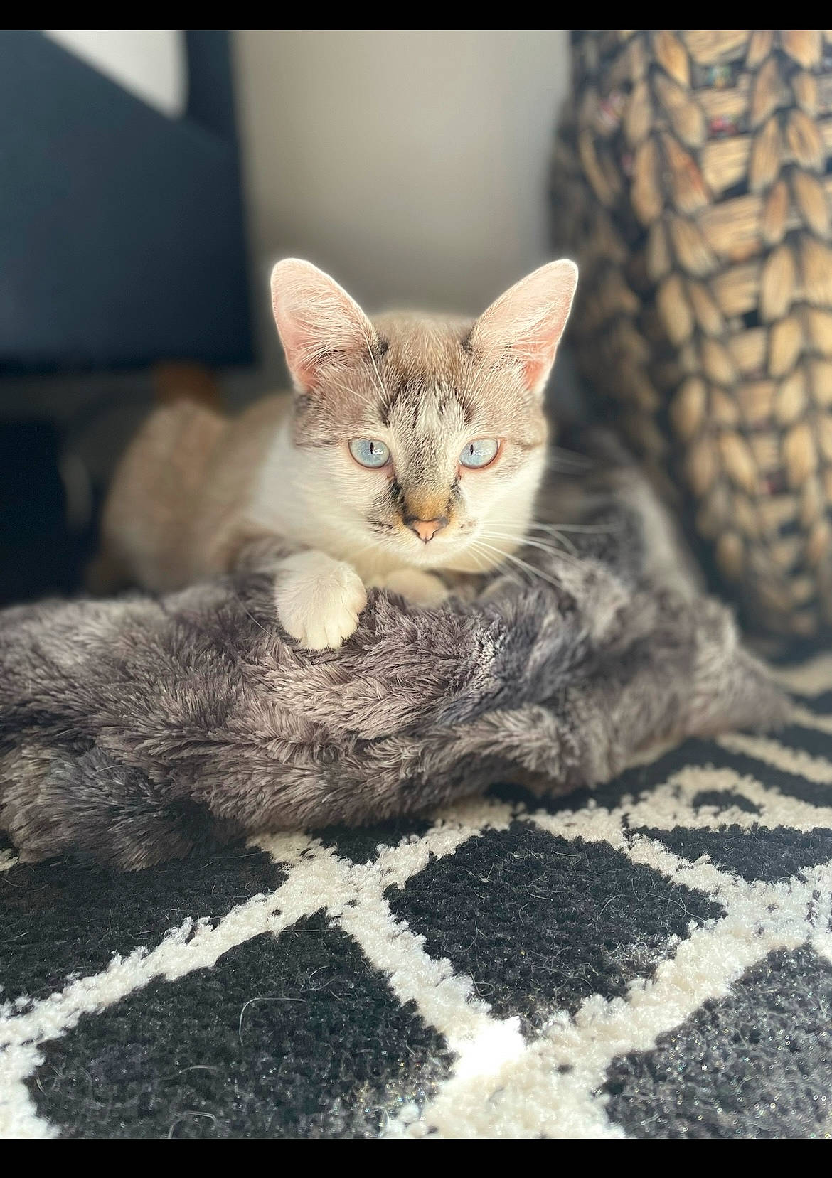 Echo joined the competition — help win amazing prizes! carnivore, cat, claw, comfort, domestic_short_haired_cat, eye, fawn, felidae, fur, grey, paw, sand, sitting, small_to_medium_sized_cats, snout, tail, tree, whiskers, wildlife, wood