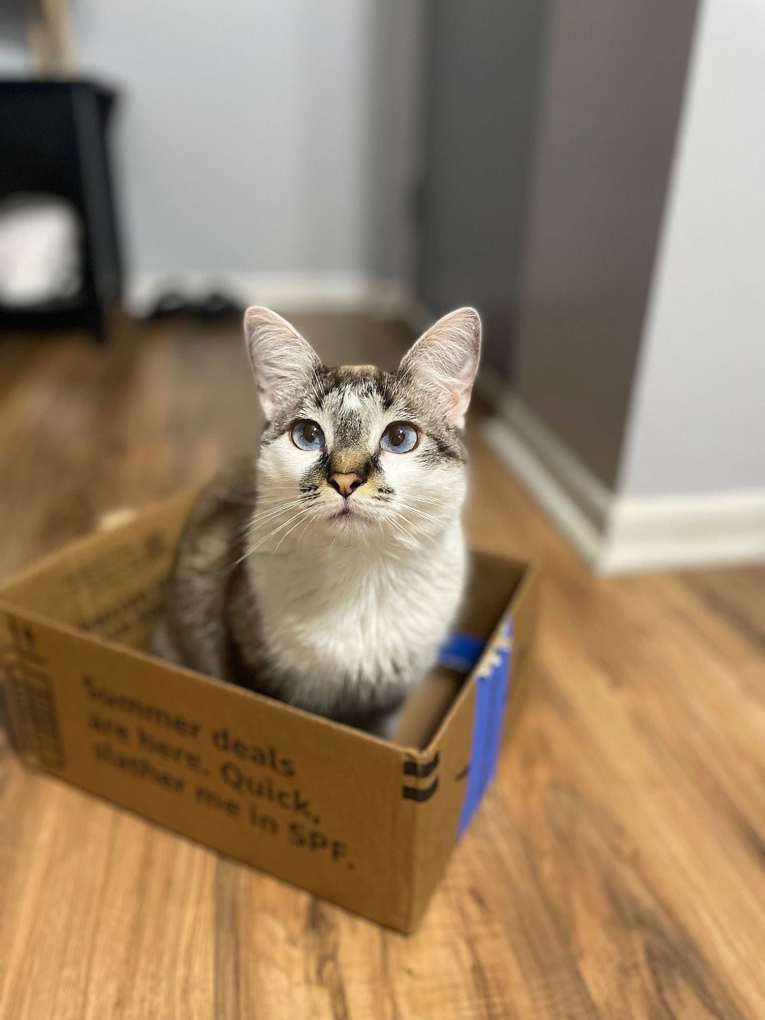 Echo is registered to the contest to win money with this photo: carnivore, cat, domestic_short_haired_cat, door, fawn, felidae, flooring, fur, grey, hardwood, metal, paw, pet_supply, photo_caption, small_to_medium_sized_cats, snout, tail, varnish, whiskers, wood